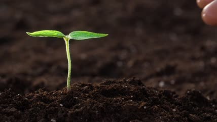 用手给小植物浇水特写实拍