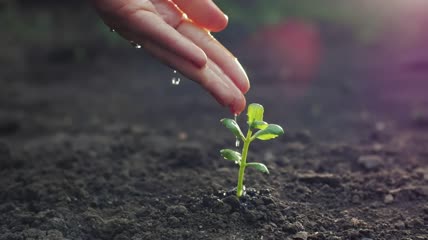 用手给小植物浇水特写实拍