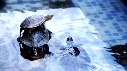在池塘里休息的海龟特写实拍