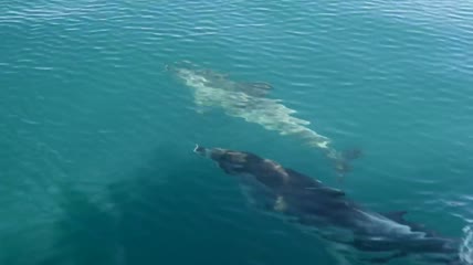 在船前游泳的海豚特写实拍