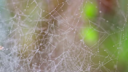 蜘蛛网上的露水特写实拍