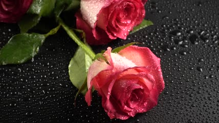 桌上摆放的玫瑰花特写实拍