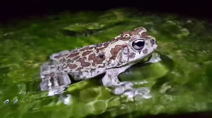 坐在小溪里的蟾蜍特写实拍