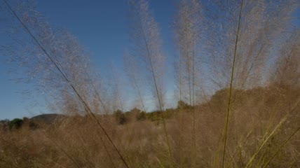 高大干草