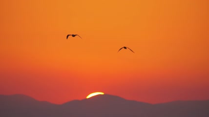 海鸥在明亮的橙色天空中飞翔实拍
