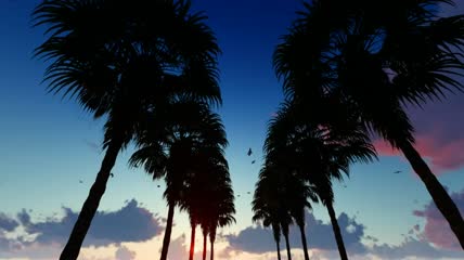 黄昏时分穿行于棕榈树走廊视频