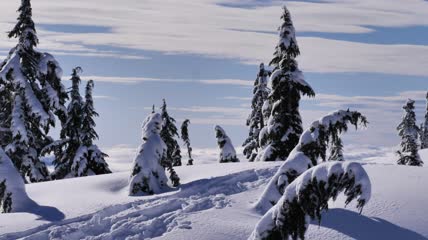 加拿大小山上白雪覆盖的松林实拍