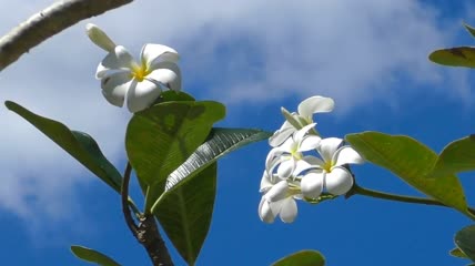 洁白的花朵在晴朗的天空中摇曳特写实拍
