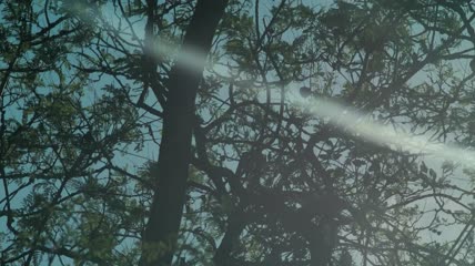 水中倒影的树木特写实拍