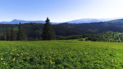 山林松树花团锦簇实拍