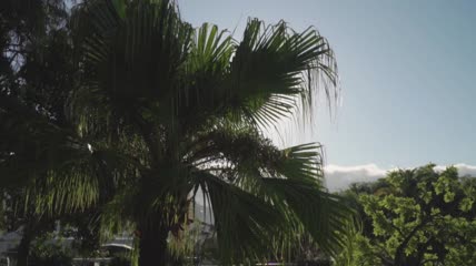 遮挡阳光的棕榈树特写实拍