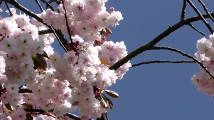 枝头开着白花特写实拍
