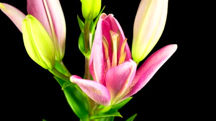 一朵粉色的百合花开放延时实拍