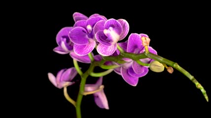 紫色兰花开放延时实拍