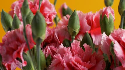 一束粉红色的花特写实拍