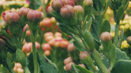 一束束未开放的花特写实拍