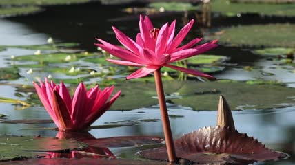 一只蜜蜂降落在池花上特写实拍