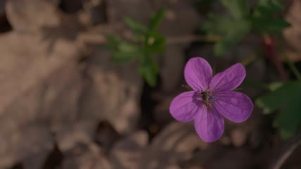 蜜蜂降落在紫色野花上特写实拍