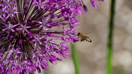 蜜蜂围着紫花飞来飞去特写实拍