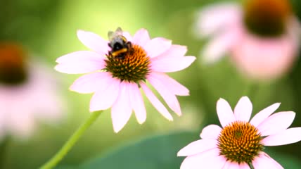 蜜蜂在一朵花上工作特写实拍