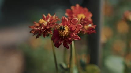 一只蜜蜂在红花上特写