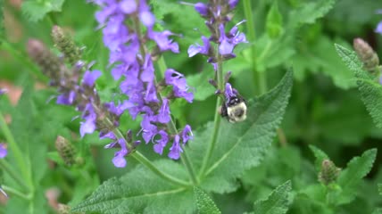 紫色花朵上采蜜的蜜蜂特写实拍