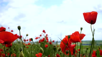 罂粟花在风中摇曳特写实拍