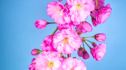 樱花树开花延时实拍