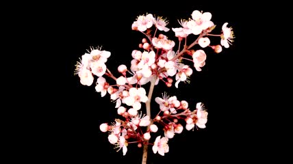 樱花盛开延时实拍