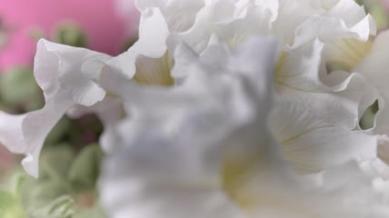 有大片白色花瓣的花特写实拍