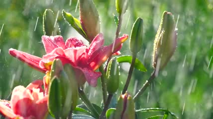 雨下的粉色百合花特写实拍