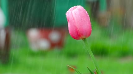 雨下的粉色郁金香特写实拍