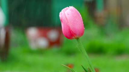 雨下的粉色郁金香特写实拍