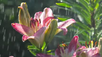 雨中的粉色百合花特写实拍