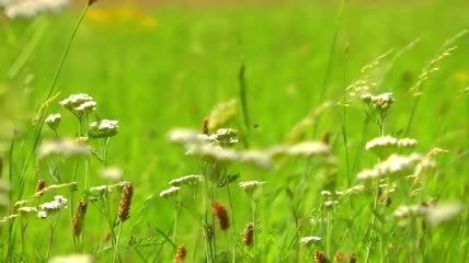 在野花中飞舞的昆虫特写实拍