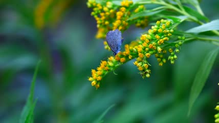 站在黄花上的蝴蝶特写实拍