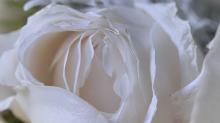 张开的白玫瑰的花瓣特写实拍
