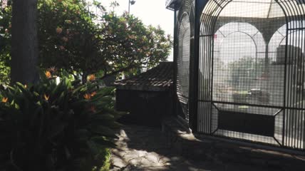 长满花草的花园实拍