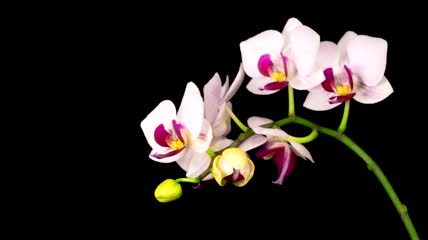 枝头上的白兰花慢慢张开延时实拍