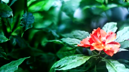 植物间的花特写实拍