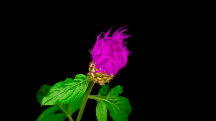 中心白色的紫花盛开延时实拍
