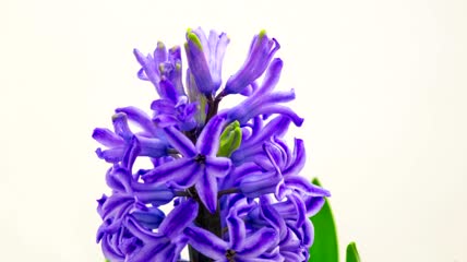 紫花盛开延时实拍