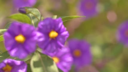 紫花随风飘动特写实拍