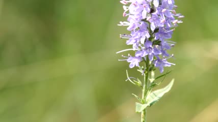 紫花在微风中轻轻飘动特写实拍