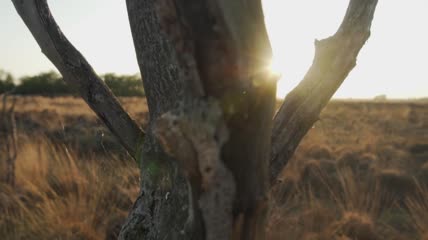 日落时沙漠中央的枯树特写实拍