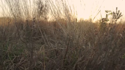 日落时稀树大草原上的湖