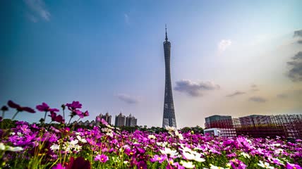 8k延时格桑花与小蛮腰