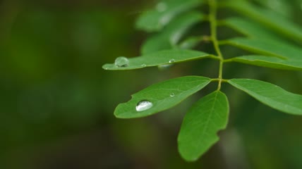 实拍水珠素材