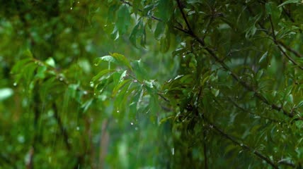 实拍雨水
