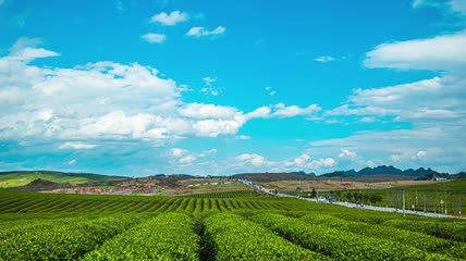 4K延时春茶